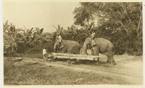 KITLV - 26907 - Kleingrothe, C.J. - Medan - Moving trunks using elephants at Lau Boentoe (Lau Buntu), East Coast of Sumatra - circa 1905