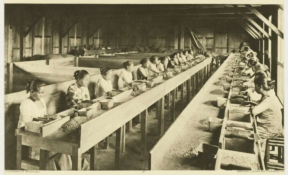 KITLV - 26927 - Kleingrothe, C.J. - Medan - Coffee establishment Greahan at Bangunpurba, East Coast of Sumatra - circa 1905