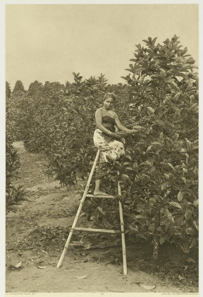 KITLV - 26931 - Kleingrothe, C.J. - Medan - Woman coffee picker on a plantage in the east coast of Sumatra - circa 1905