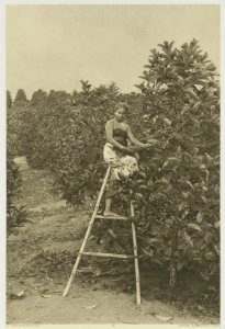 KITLV - 26931 - Kleingrothe, C.J. - Medan - Woman coffee picker on a plantage in the east coast of Sumatra - circa 1905