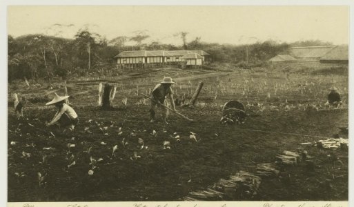 KITLV - 26935 - Kleingrothe, C.J. - Medan - Planting tobacco seedlings, East Coast of Sumatra - circa 1905