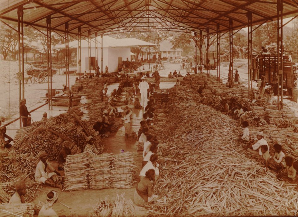 KITLV - 152199 - Kurkdjian - Cutting and loading of carts with sugarcane on a plantation in Java - circa 1910