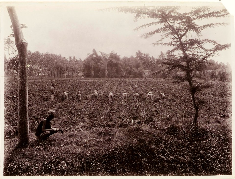 KITLV - 30189 - Kurkdjian, N.V. Photografisch Atelier - Soerabaja - Sugar plantation in East Java - 1921