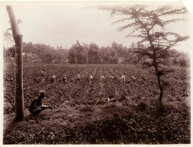 KITLV - 30189 - Kurkdjian, N.V. Photografisch Atelier - Soerabaja - Sugar plantation in East Java - 1921
