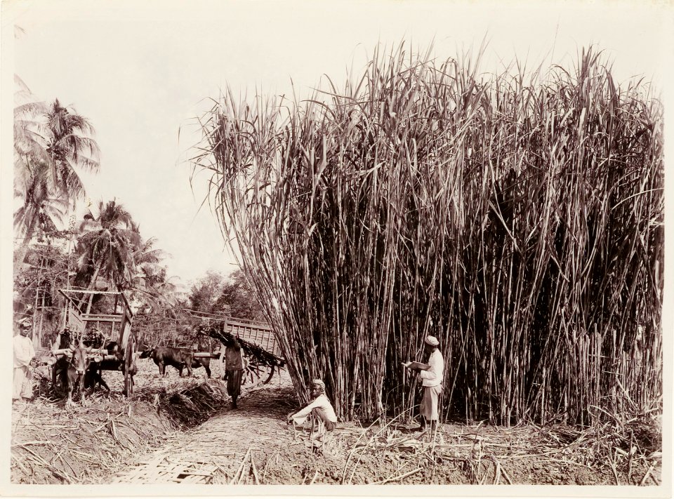 KITLV - 30197 - Kurkdjian, N.V. Photografisch Atelier - Soerabaja - Sugar company in East Java - 1921