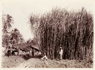 KITLV - 30197 - Kurkdjian, N.V. Photografisch Atelier - Soerabaja - Sugar company in East Java - 1921