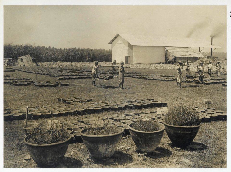 KITLV - 30201 - Kurkdjian, N.V. Photografisch Atelier - Soerabaja - Sugar plantation in East Java - 1921