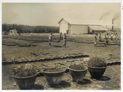 KITLV - 30201 - Kurkdjian, N.V. Photografisch Atelier - Soerabaja - Sugar plantation in East Java - 1921