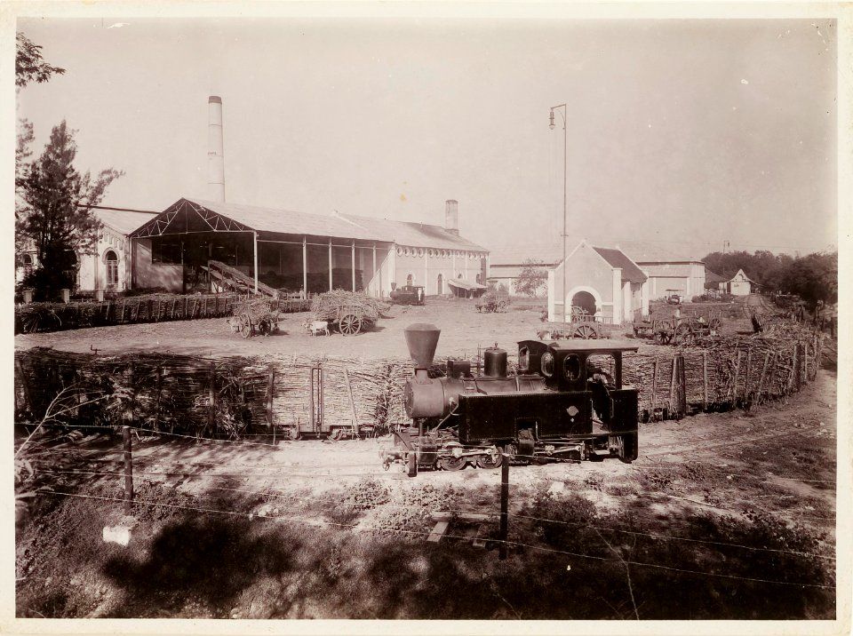 KITLV - 30205 - Kurkdjian, N.V. Photografisch Atelier - Soerabaja - Sugar plantation in East Java - 1921