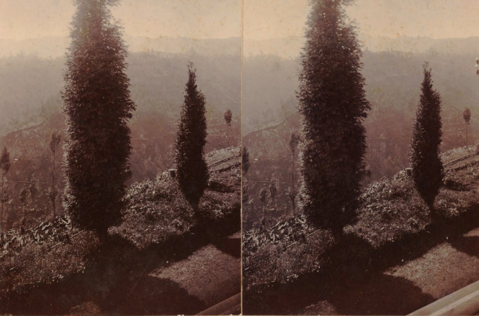 KITLV - 154564 - Kurkdjian, Ohannes - Soerabaya - Trees, probably in the Tengger Mountains - circa 1910