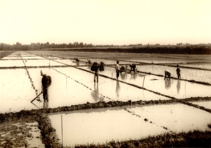 KITLV - 155148 - Kurkdjian, Atelier - Soerabaia-Java - Farmers working in the rice fields in Java - 1900