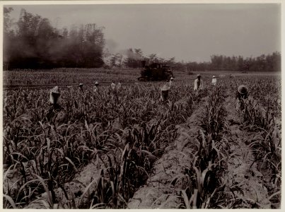KITLV - 28941 - Kurkdjian, N.V. Photografisch Atelier - Soerabaja - People working in a sugarcane field with a small steam locomotive in the background - 1921