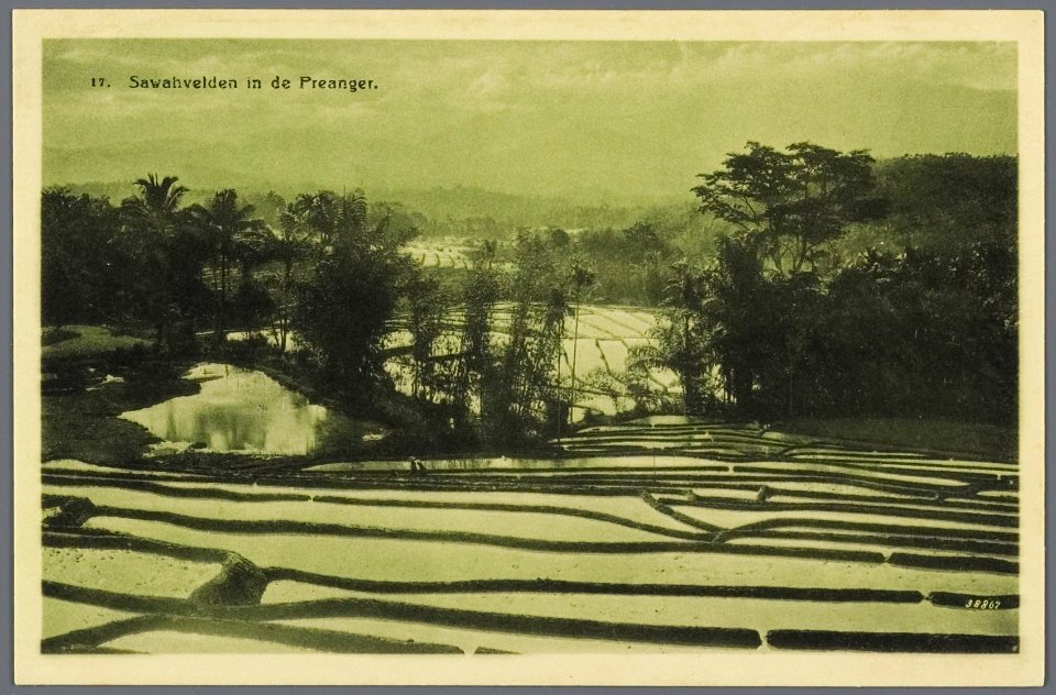 KITLV - 33447 - Kurkdjian, N.V. Photografisch Atelier - Soerabaja - Paddy field landscape in the Preanger - circa 1920