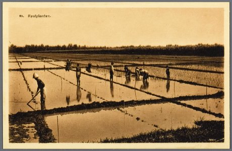 KITLV - 33455 - Kurkdjian, N.V. Photografisch Atelier - Soerabaja - Planting rice next to a sugarcane field of a sugar company in East Java - 1921