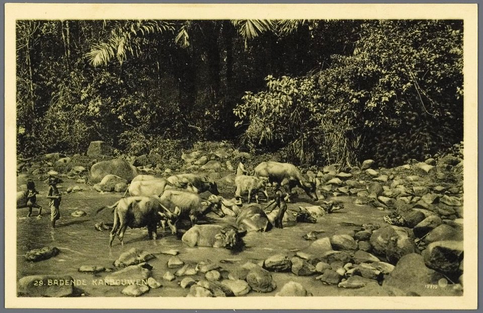 KITLV - 33459 - Kurkdjian, N.V. Photografisch Atelier - Soerabaja - Bathing buffaloes in Java - circa 1920