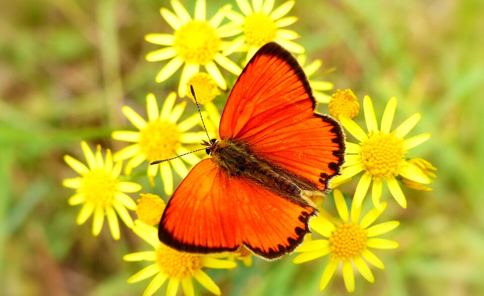 Plant insect butterfly day