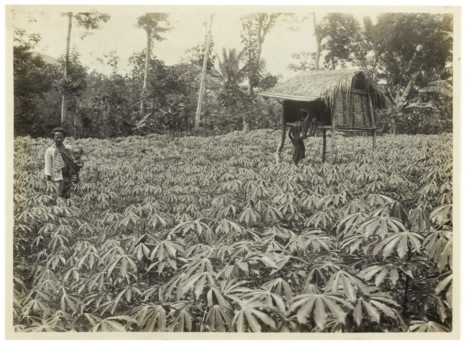 KITLV - 34525 - Kurkdjian, N.V. Photografisch Atelier - Soerabaja - Young cassava plantation in Indonesia - circa 1920