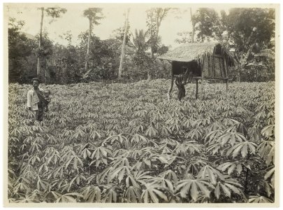 KITLV - 34525 - Kurkdjian, N.V. Photografisch Atelier - Soerabaja - Young cassava plantation in Indonesia - circa 1920