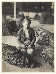 KITLV - 34592 - Kurkdjian, N.V. Photografisch Atelier - Soerabaja - Javanese woman sorts tobacco - circa 1920