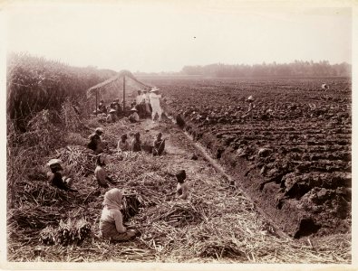 KITLV - 30191 - Kurkdjian, N.V. Photografisch Atelier - Soerabaja - Sugar plantation in East Java - 1921