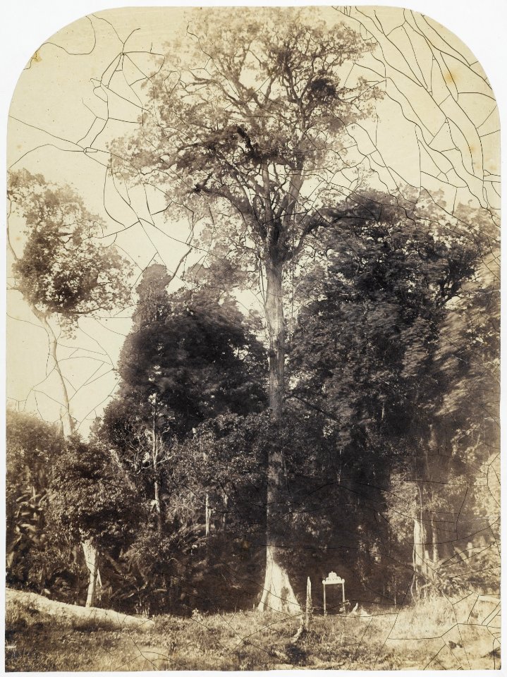 KITLV - 16038 - Junghuhn, Franz Wilhelm (1809-1864) - Rasa mala tree at the entrance of a Cinchona plantation in Bandung - circa 1860
