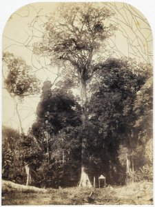 KITLV - 16038 - Junghuhn, Franz Wilhelm (1809-1864) - Rasa mala tree at the entrance of a Cinchona plantation in Bandung - circa 1860