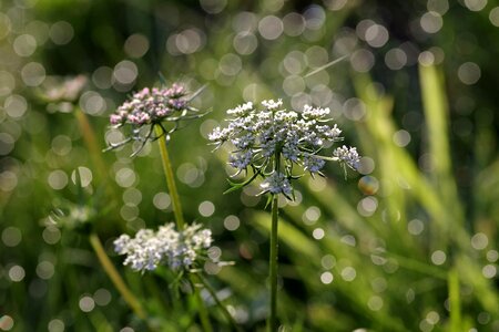 Artistic green meadow