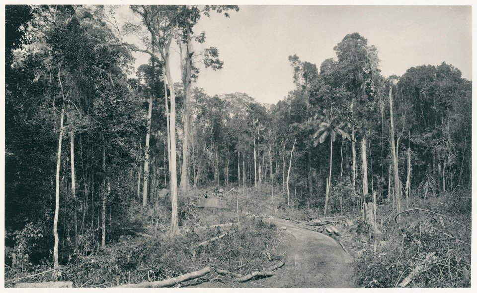 KITLV - 12600 - Kleingrothe, C.J. - Medan - Forest road near the tobacco company Sungei Bahasa near Batangkuwis in Deli - 1903