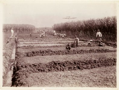 KITLV - 30203 - Kurkdjian, N.V. Photografisch Atelier - Soerabaja - Sugar plantation in East Java - 1921