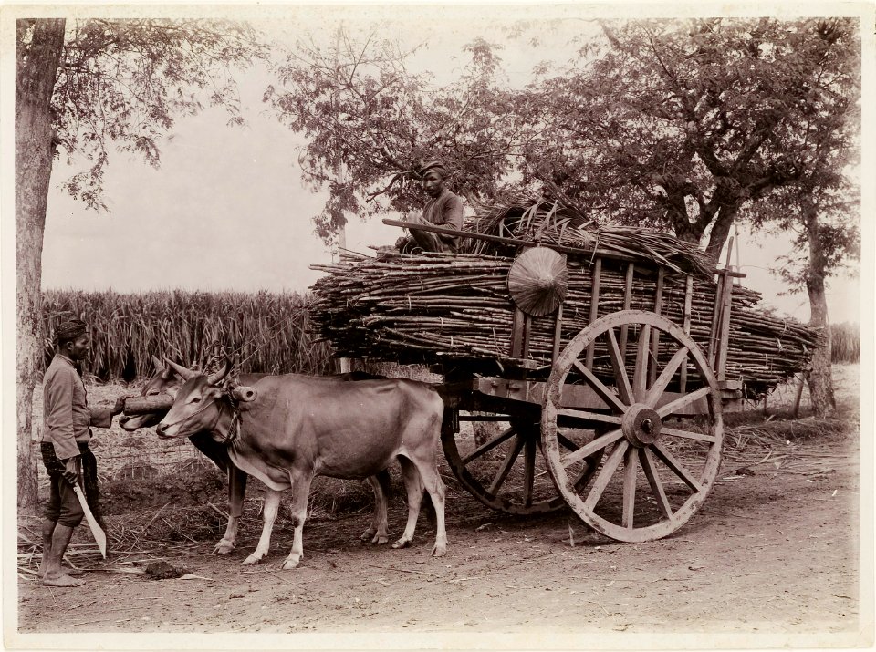 KITLV - 30208 - Kurkdjian, N.V. Photografisch Atelier - Soerabaja - Sugar company in East Java - 1921