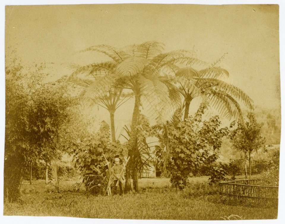 KITLV - 16050 - Junghuhn, Franz Wilhelm (1809-1864) - Tree ferns (Alsophila contaminans Wall) in the garden of Franz Wilhelm Junghuhn at Lembang near Bandung - circa 1860