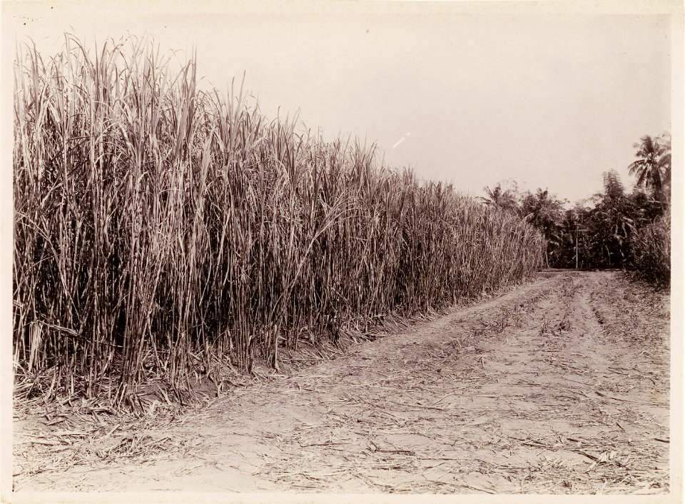 KITLV - 30216 - Kurkdjian, N.V. Photografisch Atelier - Soerabaja - Sugar company in East Java - 1921