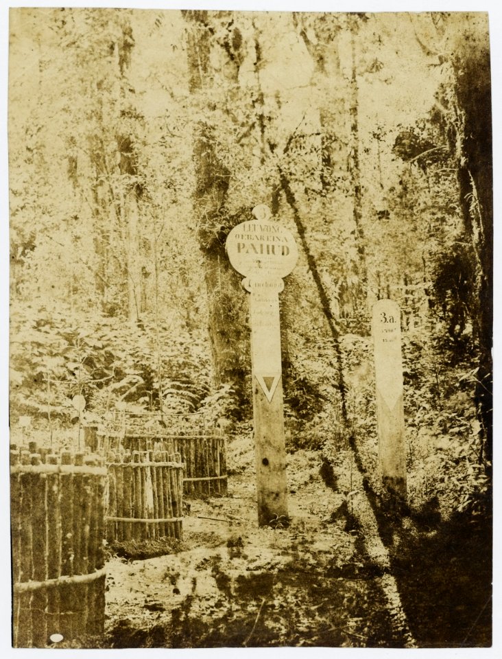 KITLV - 16056 - Junghuhn, Franz Wilhelm (1809-1864) - Cinchona experimental garden at Lembang near Bandung - circa 1860