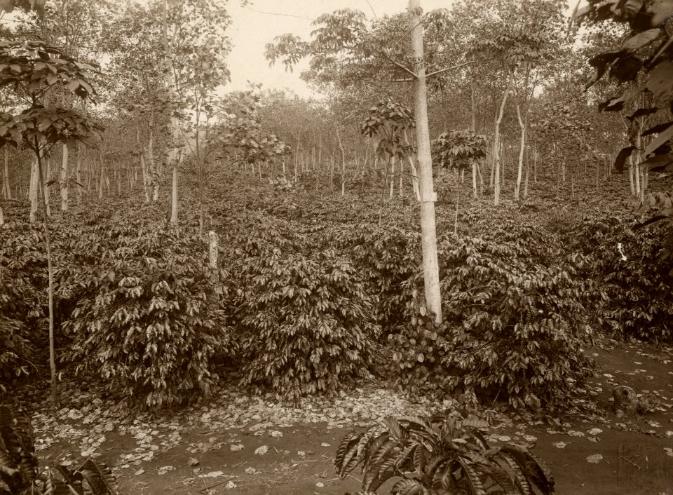 KITLV - 32592 - Kurkdjian - Soerabaja - Coffee planting with kapok and Hevea (rubber) for crop rotation - circa 1915