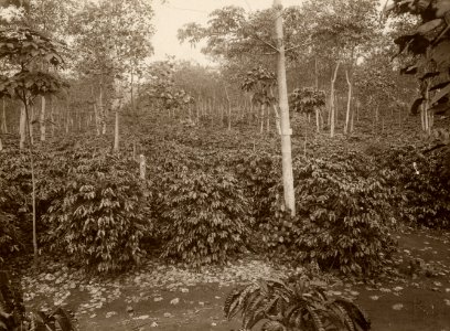 KITLV - 32592 - Kurkdjian - Soerabaja - Coffee planting with kapok and Hevea (rubber) for crop rotation - circa 1915