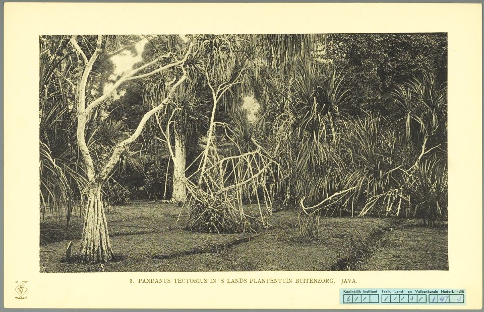 KITLV - 37333 - Demmeni, J. - Tulp, De - Haarlem - Pandanus tectorius (Tahitian screwpine) in the botanical garden Buitenzorg (Bogor) - 1911
