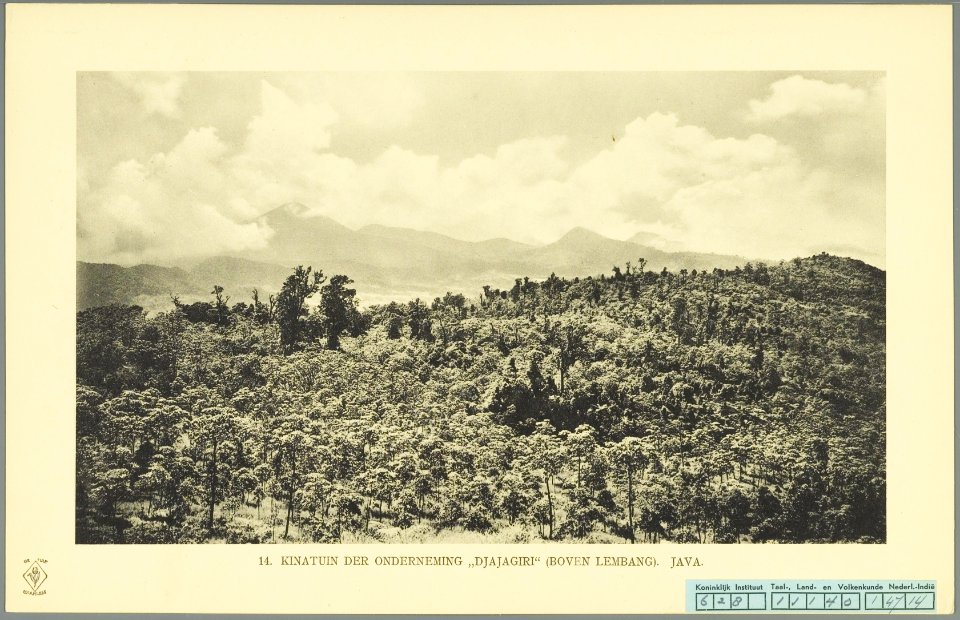 KITLV - 37344 - Demmeni, J. - Tulp, De - Haarlem - Cinchona plantations of the plantation Jaya Giri near Lembang, Java - 1911