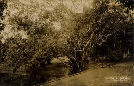 KITLV - 33198 - Botanical Garden at Singapore - circa 1900