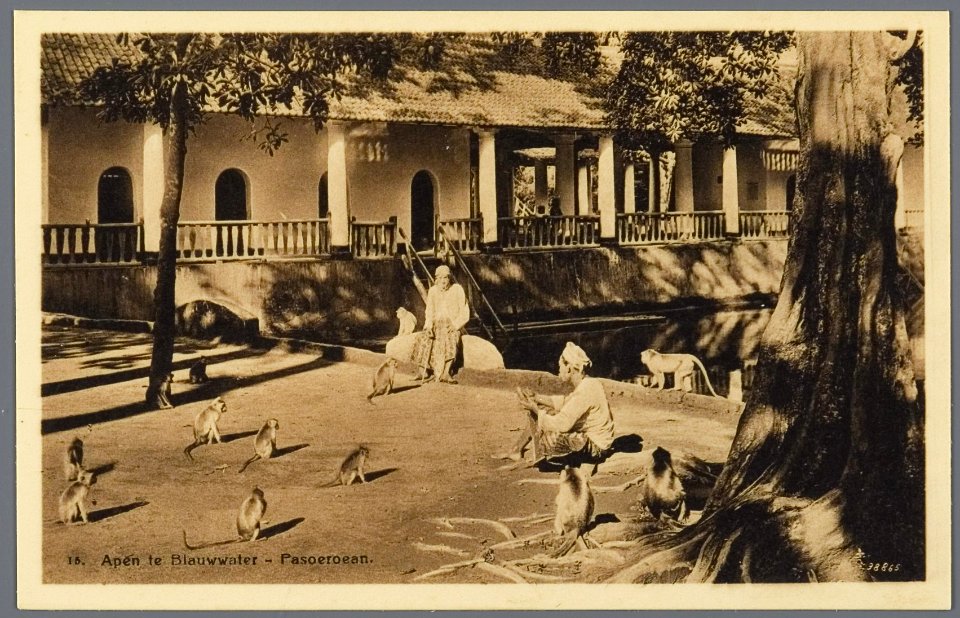 KITLV - 33445 - Kurkdjian, N.V. Photografisch Atelier - Soerabaja - Monkeys at the seaside resort Banjubiru at the foot of the Tengger Mountains in the residence Pasoeroean - circa 1920