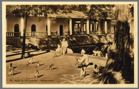 KITLV - 33445 - Kurkdjian, N.V. Photografisch Atelier - Soerabaja - Monkeys at the seaside resort Banjubiru at the foot of the Tengger Mountains in the residence Pasoeroean - circa 1920