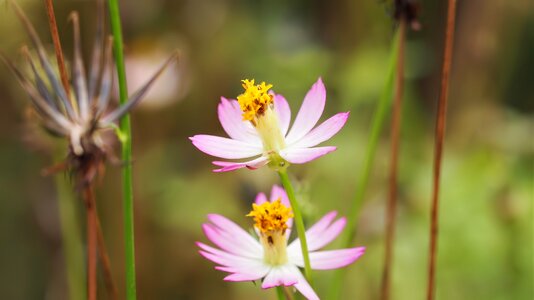 Summer outdoors blooming