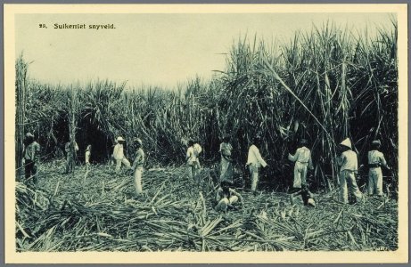KITLV - 33453 - Kurkdjian, N.V. Photografisch Atelier - Soerabaja - A group of laborers cutting sugarcane on Java - circa 1920