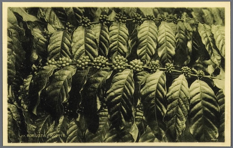 KITLV - 33457 - Kurkdjian, N.V. Photografisch Atelier - Soerabaja - Robusta coffee in Java - circa 1920