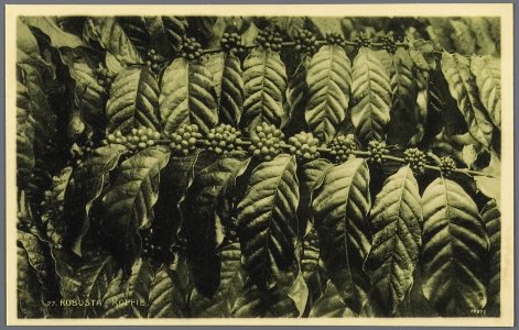 KITLV - 33457 - Kurkdjian, N.V. Photografisch Atelier - Soerabaja - Robusta coffee in Java - circa 1920