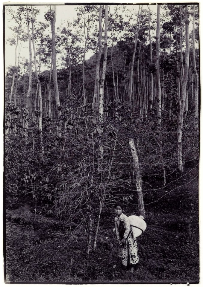 KITLV - 34180 - Kurkdjian, N.V. Photografisch Atelier O. - Soerabaja - A young female coffee picker in Java - circa 1915