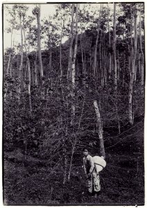 KITLV - 34180 - Kurkdjian, N.V. Photografisch Atelier O. - Soerabaja - A young female coffee picker in Java - circa 1915