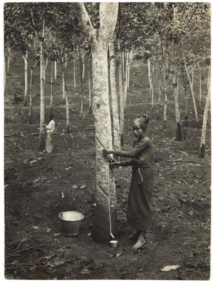 KITLV - 34528 - Kurkdjian, N.V. Photografisch Atelier O. - Soerabaja - Tapping the latex on Java - circa 1920