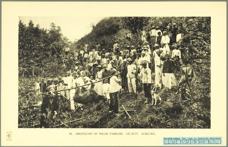 KITLV - 37396 - Demmeni, J. - Tulp, De - Haarlem - Battue of wild pigs at Tilatang near Fort de Kock (Bukittinggi) - 1911