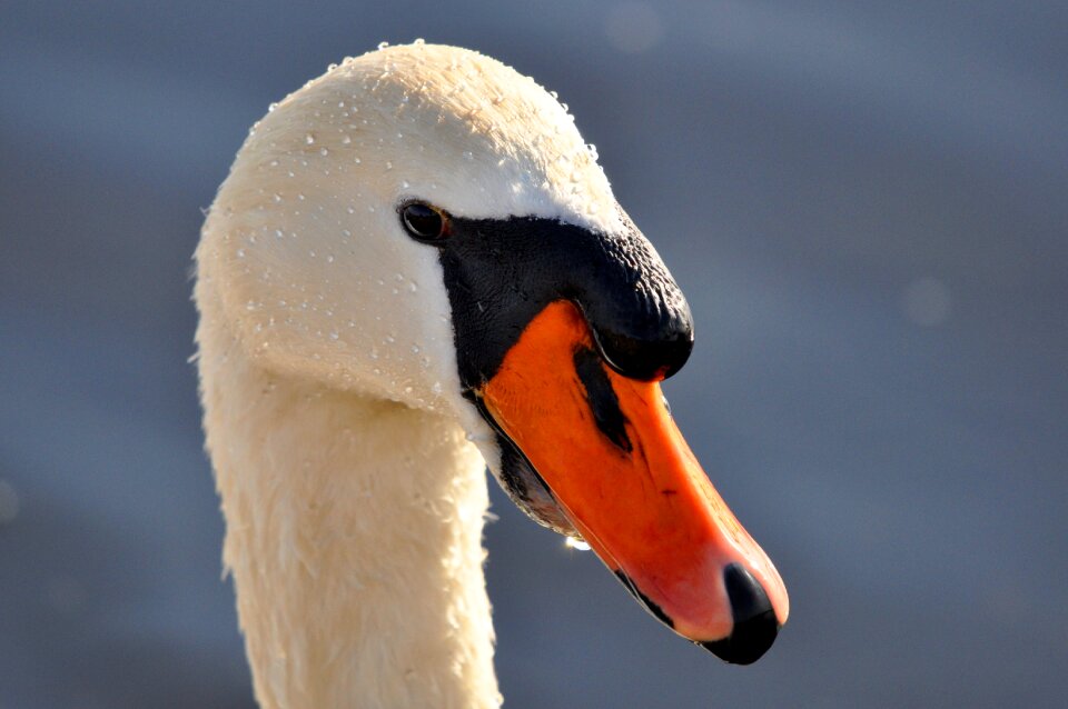 Bird waterfowl cygnus olor