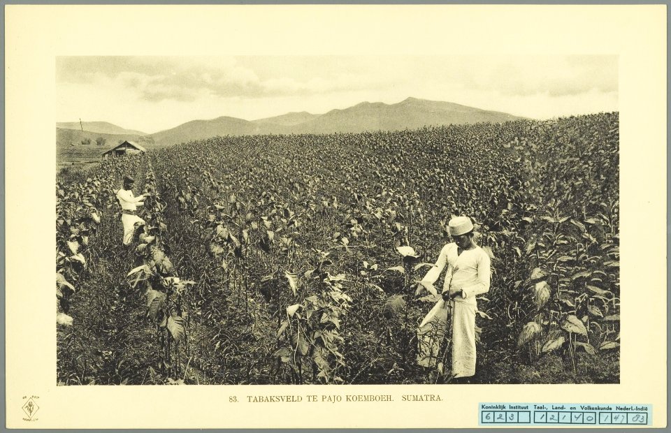 KITLV - 37412 - Demmeni, J. - Tulp, De - Haarlem - Tobacco field at Payakumbuh, Sumatra - 1911